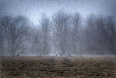 Trees in foggy weather