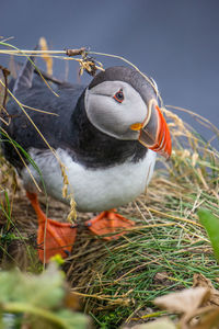 Close-up of bird perching on nest