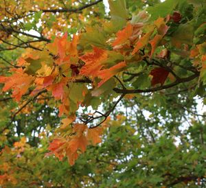 Low angle view of trees