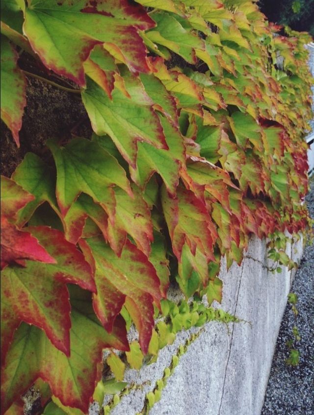 leaf, growth, green color, plant, nature, leaves, close-up, high angle view, day, outdoors, beauty in nature, season, no people, leaf vein, tranquility, growing, autumn, sunlight, tree, field