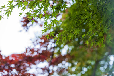 Low angle view of plants against trees