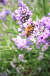 Close-up of bee pollinating on purple flower