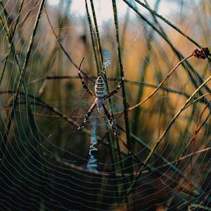 Close-up of spider on web