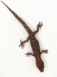 High angle view of lizard on white wall