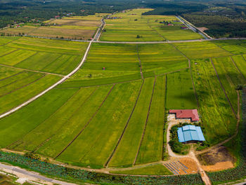 Aerial view of greenery paddy fields in sungai rambai, melaka, malaysia.