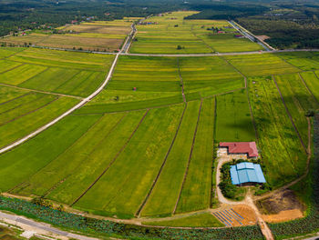 Aerial view of agriculture land, paddy fields in sungai rambai, melaka, malaysia