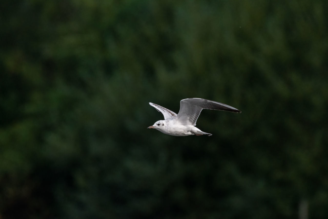 SEAGULL FLYING IN THE SKY