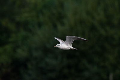 Seagull flying