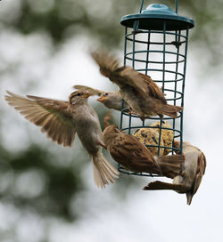 Bird flying