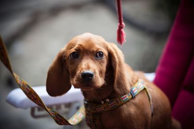 Close-up portrait of dog