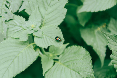 High angle view of ladybug on leaf