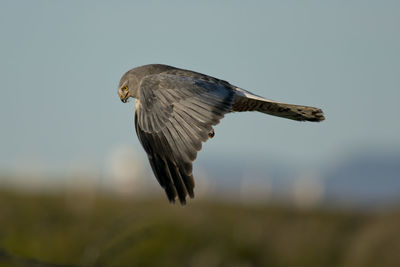 Close-up of eagle flying against the sky