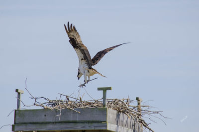 Low angle view of hawk flying against clear sky