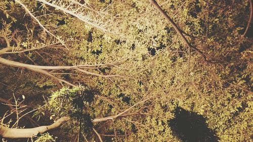 High angle view of trees in forest