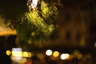Close-up of illuminated plant at night