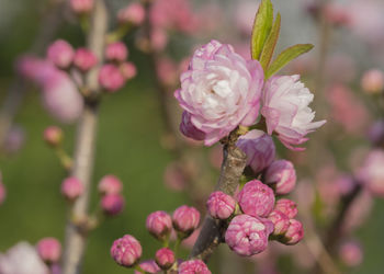 Close-up of pink flower