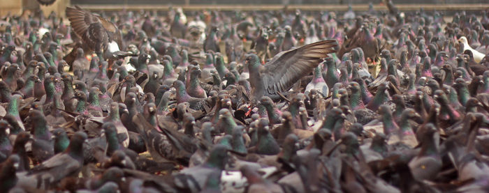 Flock of birds on crowd