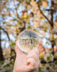 Close-up of hand holding plant against trees