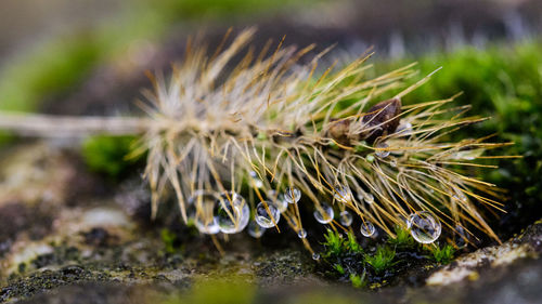 Close-up of plant