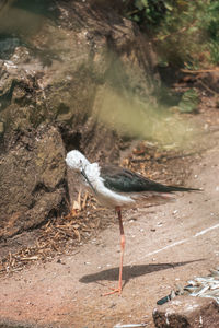 Close-up of bird perching on rock