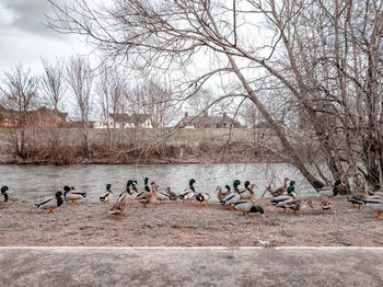 Birds in a lake