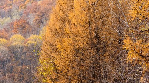 Pine trees in forest during autumn