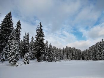 Trees on snow covered land against sky