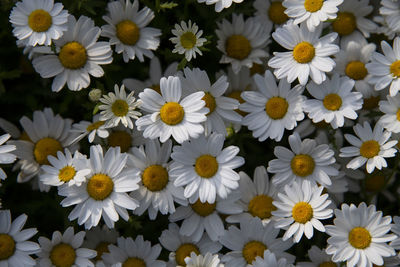 Close-up of white daisy flowers