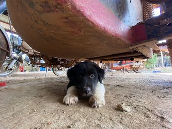 Portrait of dog sitting on wood