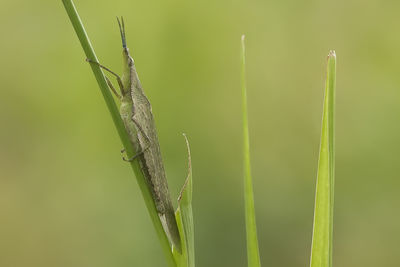 Grasshopper on leaf