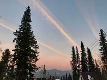 Low angle view of pine trees against sky during sunset