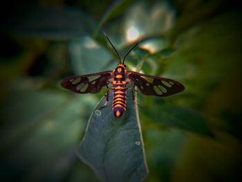 Close-up of butterfly perching on leaf