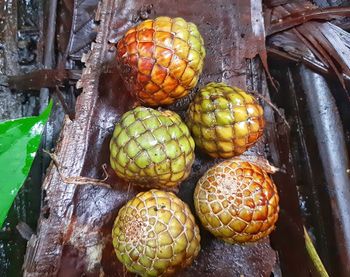 Close-up of pine cone