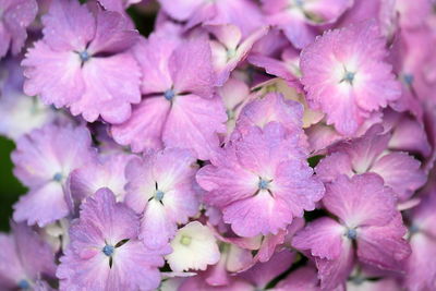 Close-up of pink flowering plants
