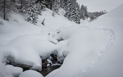 Snow covered land and trees