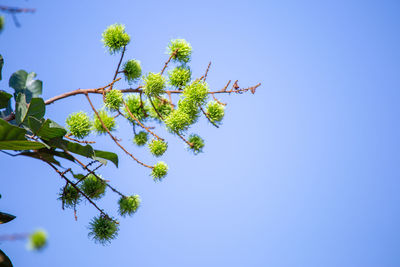 Low angle view of flowering plant against clear blue sky