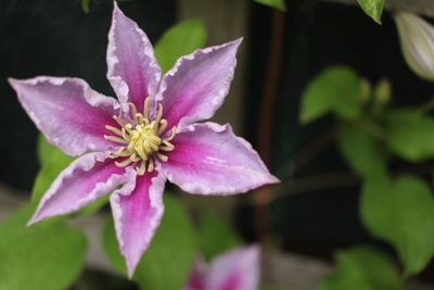 Close-up of water lily blooming outdoors