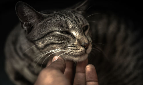 Close-up of hand holding cat