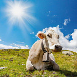 View of cow on field against sky