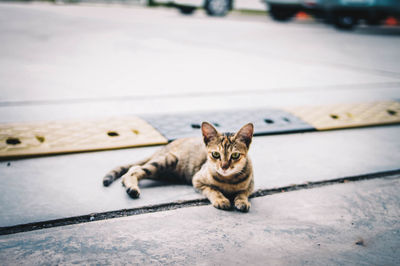 Portrait of cat sitting on footpath