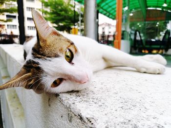 Close-up of a cat