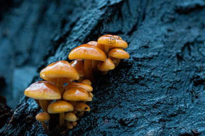 High angle view of mushrooms growing on tree trunk