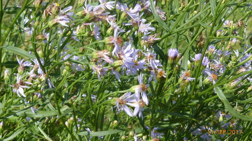 Close-up of flowers