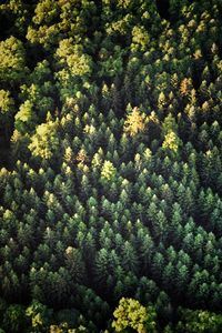 High angle view of pine tree in forest