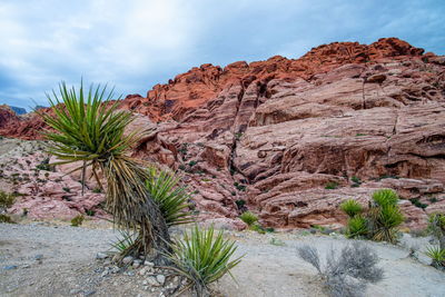 Plants growing on rock against sky