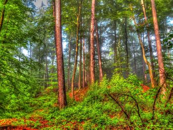 Trees in forest