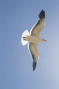 Low angle view of seagull flying