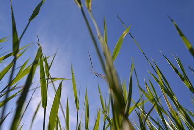 Plants growing on landscape