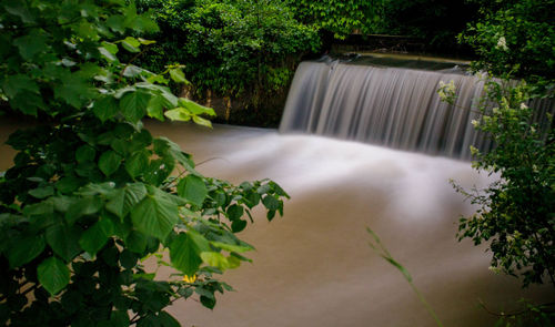 Plants growing on tree