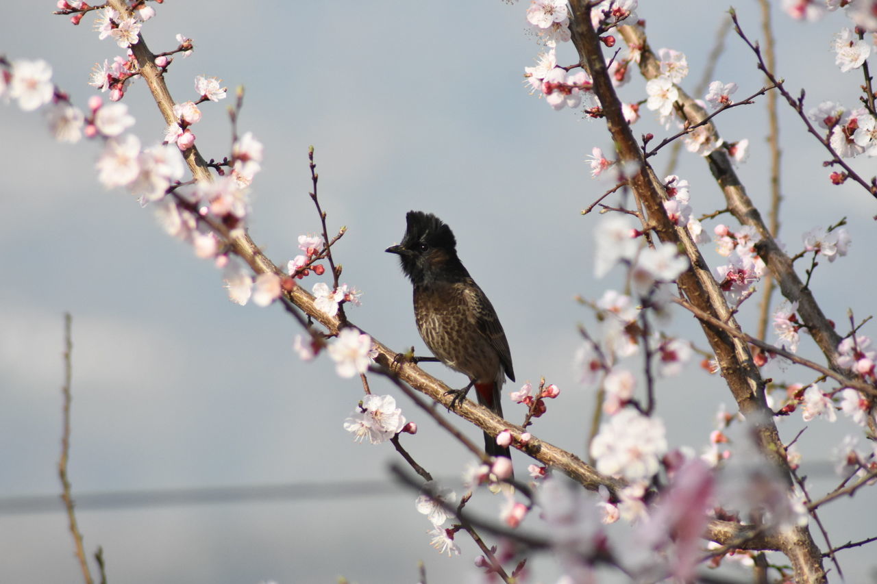 VIEW OF CHERRY BLOSSOM TREE